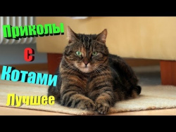Смешные коты 2017. ТОПовая подборка. Лучшие Приколы с котами. Funny Cats Compilation 2017 Смешные коты 2017. ТОПовая подборка. Лучшие Приколы с котами. Funny Cats Compilation 2017