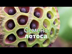 ТРИПОФОБИЯ ТРИПОФОБИЯ