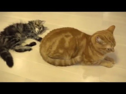 Котенок который всех достал Котенок который всех достал