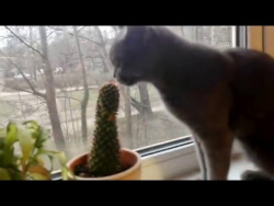 Кот гурман завтракает КАКТУСОМ /The cat eats the prickly cactus Кот гурман завтракает КАКТУСОМ /The cat eats the prickly cactus