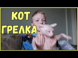 Приколы про животных Самые смешные видео с животными за неделю коты кошки собаки новый выпуск июнь Приколы про животных Самые смешные видео с животными за неделю коты кошки собаки новый выпуск июнь