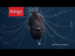 First footage of deep-sea anglerfish pair First footage of deep-sea anglerfish pair
