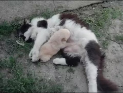 Кошка - мама усыновила щенка. Кошка - мама усыновила щенка.