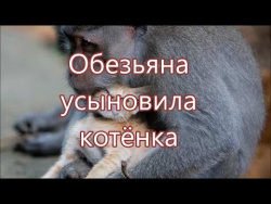 Маленький котенок, которого усыновила обезьяна. Маленький котенок, которого усыновила обезьяна.