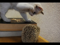 Котенок и ёжик. Лучшие друзья /Kitten and hedgehog Котенок и ёжик. Лучшие друзья /Kitten and hedgehog