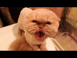 Самый злой в мире кот/The most evil cat in the world Самый злой в мире кот/The most evil cat in the world