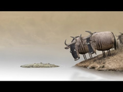 Wildebeest from Birdbox Studio Wildebeest from Birdbox Studio