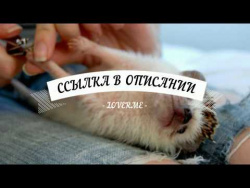 30 МИЛЫХ ЕЖИКОВ, КОТОРЫЕ ЗАСТАВЯТ ВАС СКАЗАТЬ ЭТО СУПЕР! 30 МИЛЫХ ЕЖИКОВ, КОТОРЫЕ ЗАСТАВЯТ ВАС СКАЗАТЬ ЭТО СУПЕР!