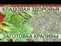 Молодая майская крапива Молодая майская крапива