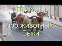 18+ Быки! Приколы животных. Быки оторвались по полной. Месть быков страшна! 18+ Быки! Приколы животных. Быки оторвались по полной. Месть быков страшна!