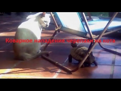 Коварное нападение черепахи на кота Коварное нападение черепахи на кота