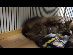 Кот заботится о хорьках /Cat cares about ferrets Кот заботится о хорьках /Cat cares about ferrets