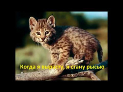 Когда я вырасту, я стану рысью. Рысенок ведет себя как обычный, маленький котенок. Когда я вырасту, я стану рысью. Рысенок ведет себя как обычный, маленький котенок.