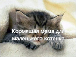 Кормящая мама для маленького котенка. Чужих детей не бывает!!! Кормящая мама для маленького котенка. Чужих детей не бывает!!!