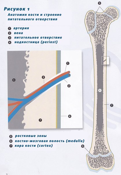 Боли роста. Полости трубчатых костей. Костномозговая полость трубчатой кости. Костно мозговая полость. Ростковая зона трубчатой кости.