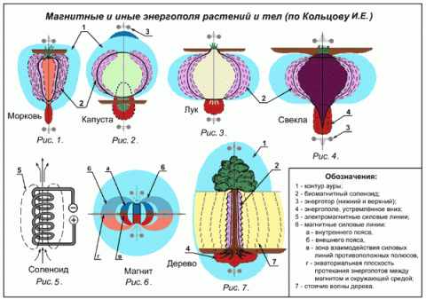 Аура человека энергетический двойник. Биоэнергорегуляция массажер. Биоэнергетический потенциал человека. Разбор энергополя. Биополе человека аура.
