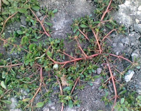 Трава красный корень фото сорняк