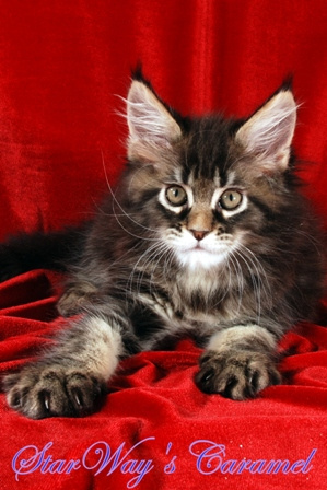 Сибирский мейн кун рыжий. Мейн кун кошка полидакт. Мейн-кун. Кот мейн кун. Котенок мейн кун лапы.