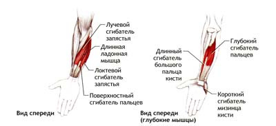 Растяжение мышц руки. Растяжение мышц на пальцах. Растяжение мышц запястья. Растяжение мышцы большого пальца руки. Растянула мышцу на руке кисть.