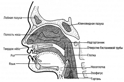 Схема носоглотки человека