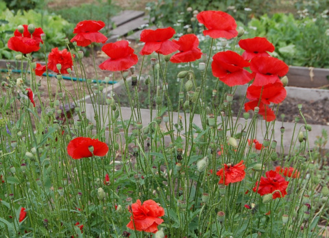 Мак восточный многолетний вмландшафте. Маки на дачном участке. Маки на дачном участке. Маки на клумбе. Маки на дачном участке.