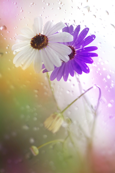 цветок души моей. цветы в душе. чувства души. нежность. небесные цветы.