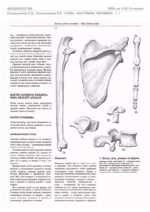 Синельников анатомия. Кости атлас анатомии Синельникова. Атлас Синельникова анатомия человека рис 855. Атлас Синельникова верхняя конечность. Атлас анатомии человека Синельников скелет.