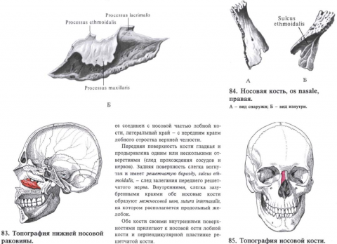 Носовая кость. Носовая кость анатомия человека. Носовая кость анатомия схема.