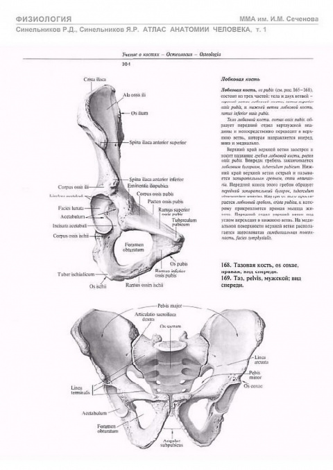 Тазовая кость анатомия человека фото