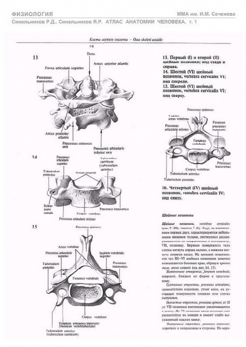 Анатомия 2 тома. Анатомия позвонка Синельников. Анатомия позвонки атлас Синельников. Второй шейный позвонок атлас Синельникова. Синельников позвонки.