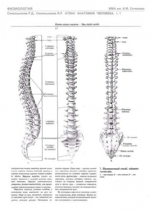 Позвоночный столб анатомия рисунок с подписями