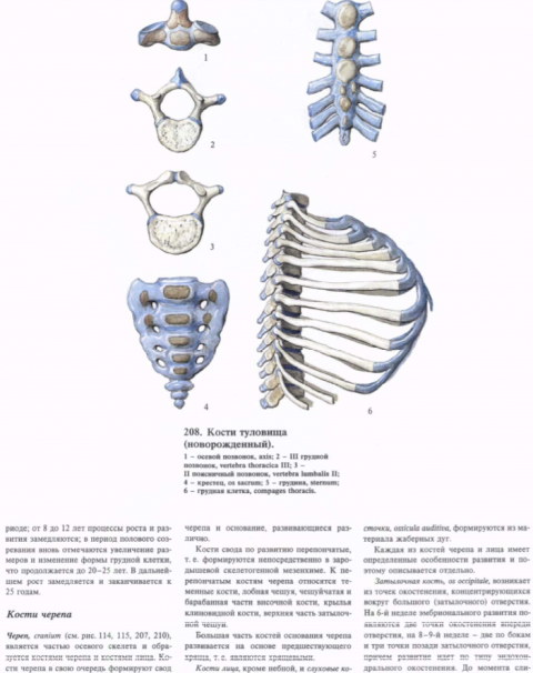 Анатомия синельников 1. Кости туловища. Скелет человека из атласа Синельникова. Шимкевич сравнительная анатомия. Атлас анатомии человека. Том 2 Синельников р.д., и др..