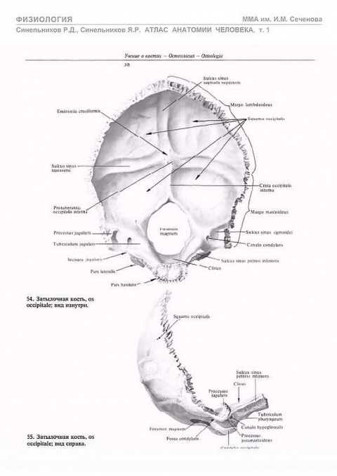 Planum temporale перевод. Затылочная кость Синельников. Затылочная кость анатомия Синельников. Атлас Синельникова кости черепа. Затылочная кость атлас Синельникова.