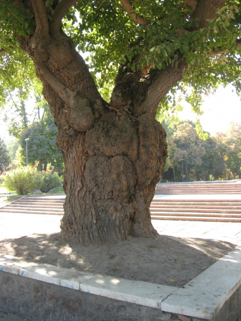 Деревья в ташкенте