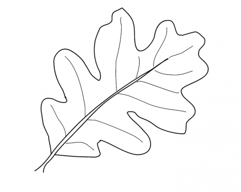 Шаблон Листьев Дуба