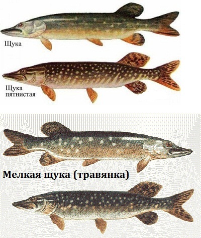 Разновидности щуки в россии фото