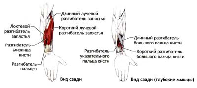 Мышцы разгибающие кисть. Разгибатель 1 пальца кисти. Мышцы разгибатели большого пальца кисти. Длинный разгибатель большого пальца кисти. Короткий разгибатель большого пальца кисти анатомия.