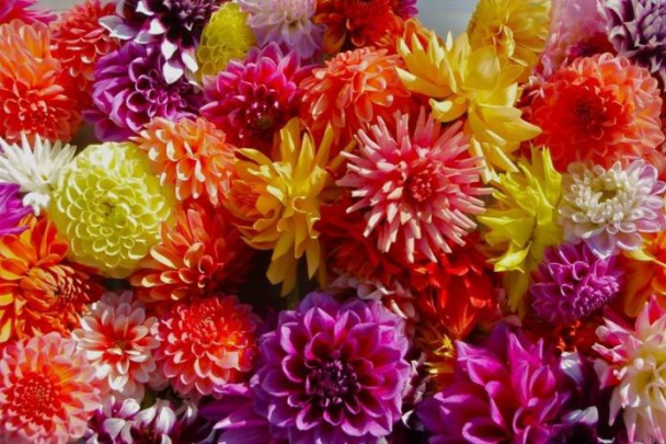 САД, ЦВЕТНИК И ОГОРОД. Георгины: приступаем к делению