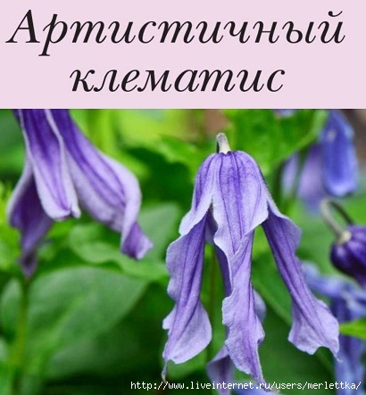 САД, ЦВЕТНИК И ОГОРОД. Клематис