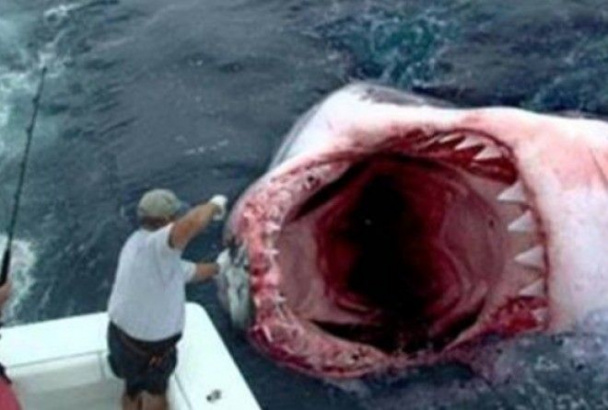 Жажда крови: страшные нападения акул, снятых на камеру