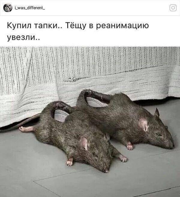 Дай, друг, на счастье в лапу мне!