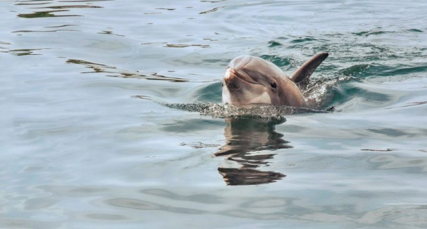 Маленький дельфин, чтобы спасти мать и братьев, подплыл к людям и позвал на помощь