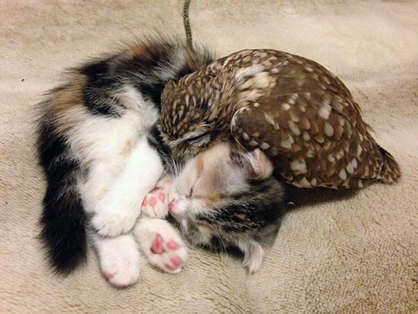 Котёнок и маленькая сова стали лучшими друзьями