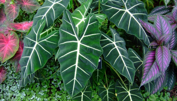 САД, ЦВЕТНИК И ОГОРОД. Алоказия