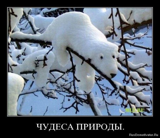Днем рождения, смешные картинки чудеса да и только