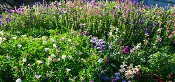 Цветущая аптека на даче