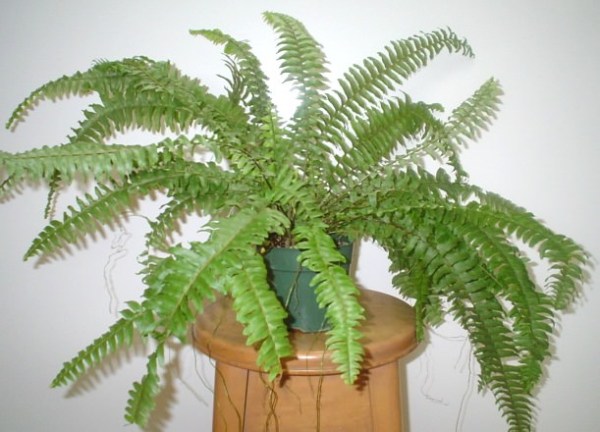 САД, ЦВЕТНИК И ОГОРОД. Секреты размножения папоротников дома