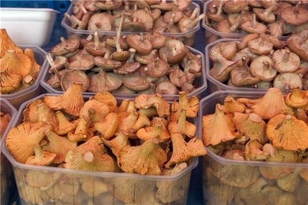 ЗДРАВОТДЕЛ. Лечение грибами