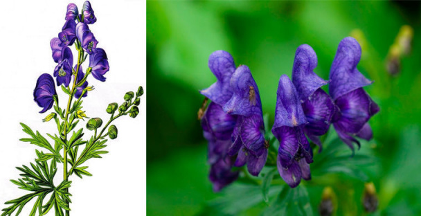 Будьте внимательны: Эти растения ядовиты!