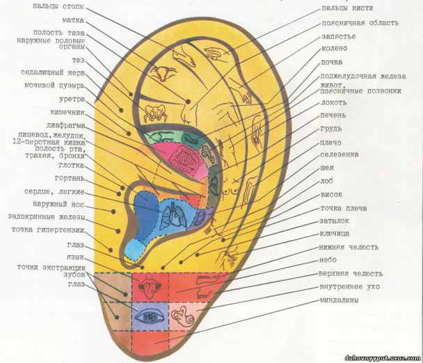 ЗДРАВОТДЕЛ. Массаж ушей для здоровья всего организма